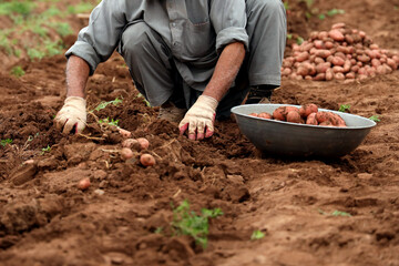 Manual Harvesting of Potatoes inside a Greenhouse.