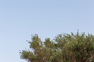 Close-up of olive branches against blue sky with space for text horizontally. Park in Sveti Stefan, Montenegro