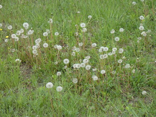 Pitypang / Taraxacum officinale © Katalin Lenscape