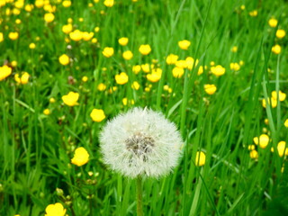 Pitypang / Taraxacum officinale © Katalin Lenscape