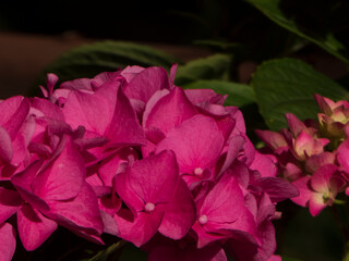 Closeup of Bright Pink Hydrangea Flowers in Shadow
