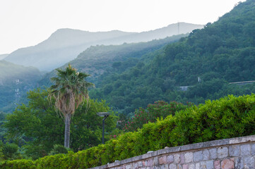 Waterfront park in Sveti Stefan Montenegro mangrove hedge, trees and mountains in the background. Vegetation of the Adriatic coast