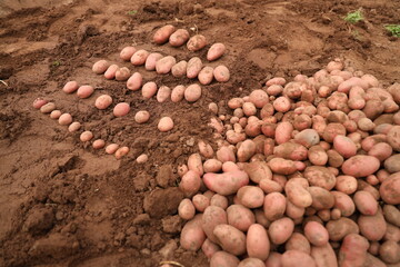 Manual Harvesting of Potatoes inside a Greenhouse.