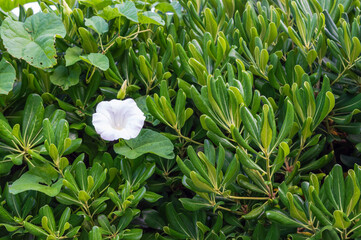 A park on the seafront in Sveti Stefan Montenegro, a green mangrove hedge. Vegetation of the Adriatic coast of Budva