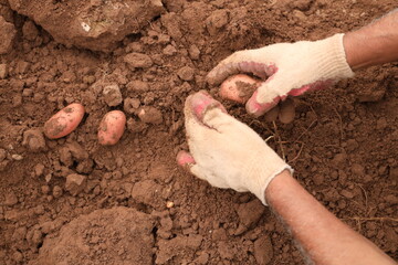 Manual Harvesting of Potatoes inside a Greenhouse.