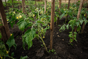 Growing tomato plants staked with wooden supports in a garden setting