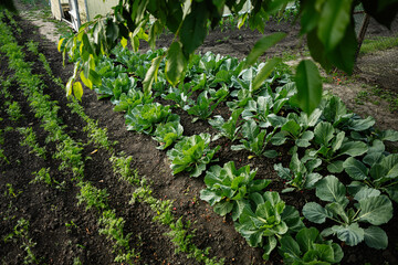 Lush vegetable garden with healthy plants in neat rows under a tree canopy