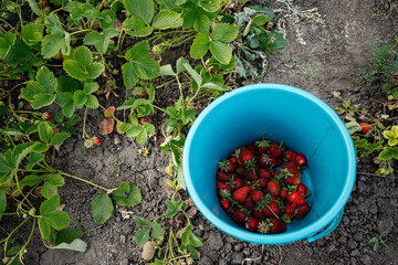 Freshly picked strawberries in a blue bucket surrounded by leaves and soil