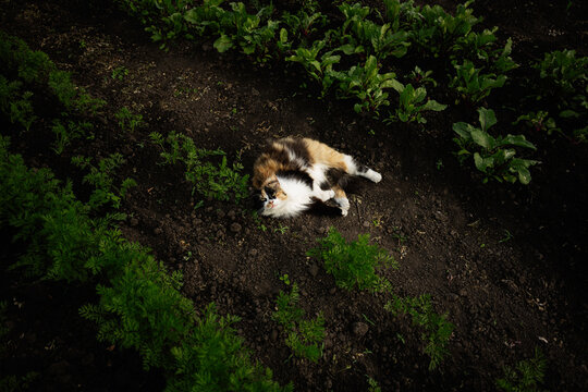 Calico cat relaxing in a vegetable garden surrounded by soil and plants - Powered by Adobe