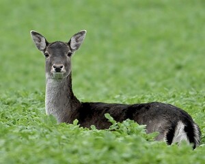 white tailed deer