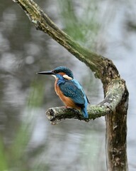 lilac breasted roller