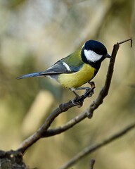 Obraz premium great tit parus major