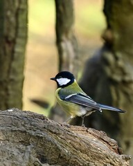 great tit parus major
