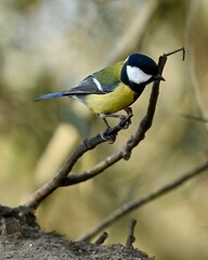 great tit parus major