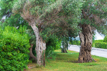 Olive trees in the Waterfront Park in Sveti Stefan, Montenegro. Plants of the Adriatic coast