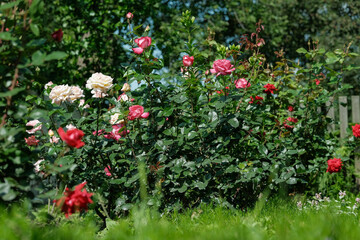 Assorted roses in red, pink, and white bloom vibrantly in a lush green garden setting.