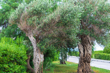 Olive trees in the Waterfront Park in Sveti Stefan, Montenegro. Plants of the Adriatic coast