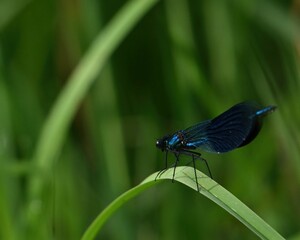 dragonfly on a green leaf