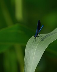 dragonfly on a leaf