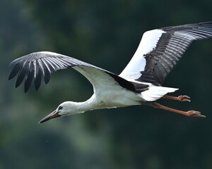 black headed gull