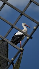 stork on the roof