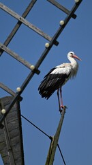 stork on the roof