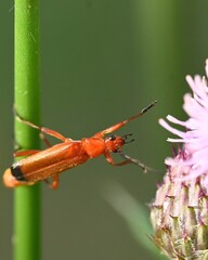 grasshopper on a flower