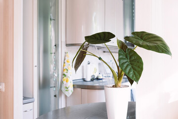 Alocasia Venti in a white tall pot stands on the kitchen table. Decorating the interior of the...