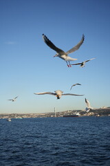 seagull on the sea