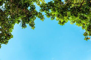 green leaves against a blue sky