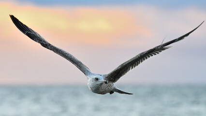 Mewa nad morzem o wschodzie słońca © Grzegorz