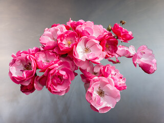 Pink white roses 