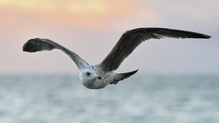 Mewa nad morzem o wschodzie słońca © Grzegorz