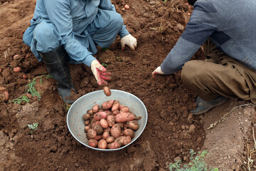 Manual Harvesting of Potatoes inside a Greenhouse.