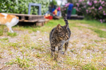 Tabby cat standing on gravel path with intense gaze. Outdoor feline portrait, street animal, and...