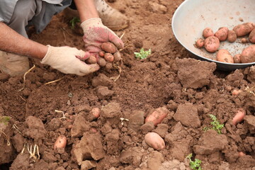 Manual Harvesting of Potatoes inside a Greenhouse.