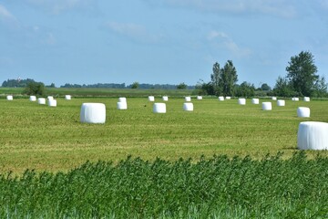 Wrapped hay bales in a meadow. A field full of hay bales wrapped in white plastic in rural area. A...