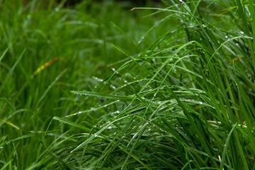 Pasto y gotas de agua
