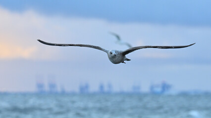 Mewa nad morzem o wschodzie słońca © Grzegorz