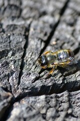 detail of bee or honeybee in Latin Apis Mellifera, european or western honey bee on old grey wooden background golden honeybee