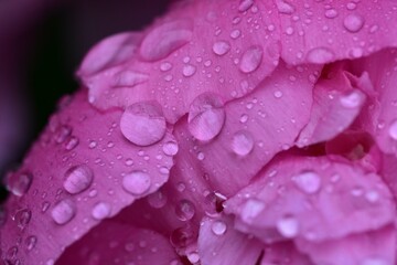 Pink Peony Flower with rain water droplets close up. Purple pink peony flower petal with raindrops abstract.