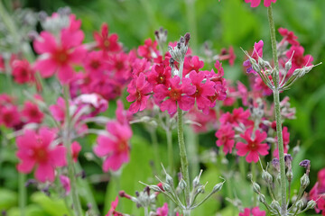 Fuschia pink and Purple Primula pulverulenta, also known as mealy primrose, in flower.