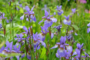Pale blue Iris Versicolor, or northern blue flag iris, in flower.