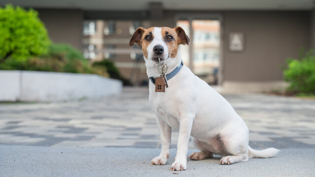 Jack Russell Terrier Dog Holding Apartment Keys. 