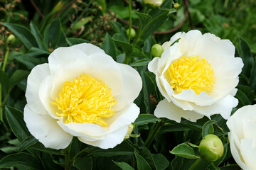 White and yellow Paeonia lactiflora, peony  in flower. © Alexandra