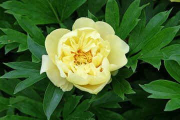 Yellow Paeonia lactiflora, peony ‘Family Yellow’ in flower.