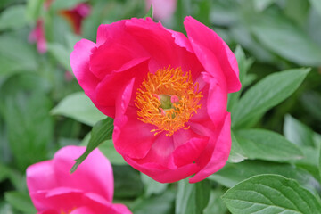 Fuchsia pink Paeonia lactiflora, peony  in flower.