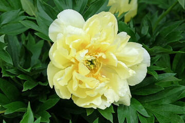 Yellow Paeonia lactiflora, peony ‘Family Yellow’ in flower.