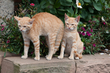 Kittens  in the garden on a sunny summer day.

