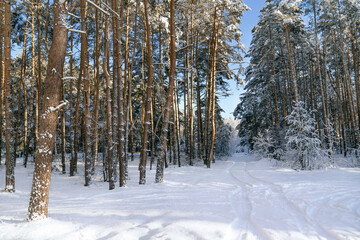 Landscape with a road in a winter forest